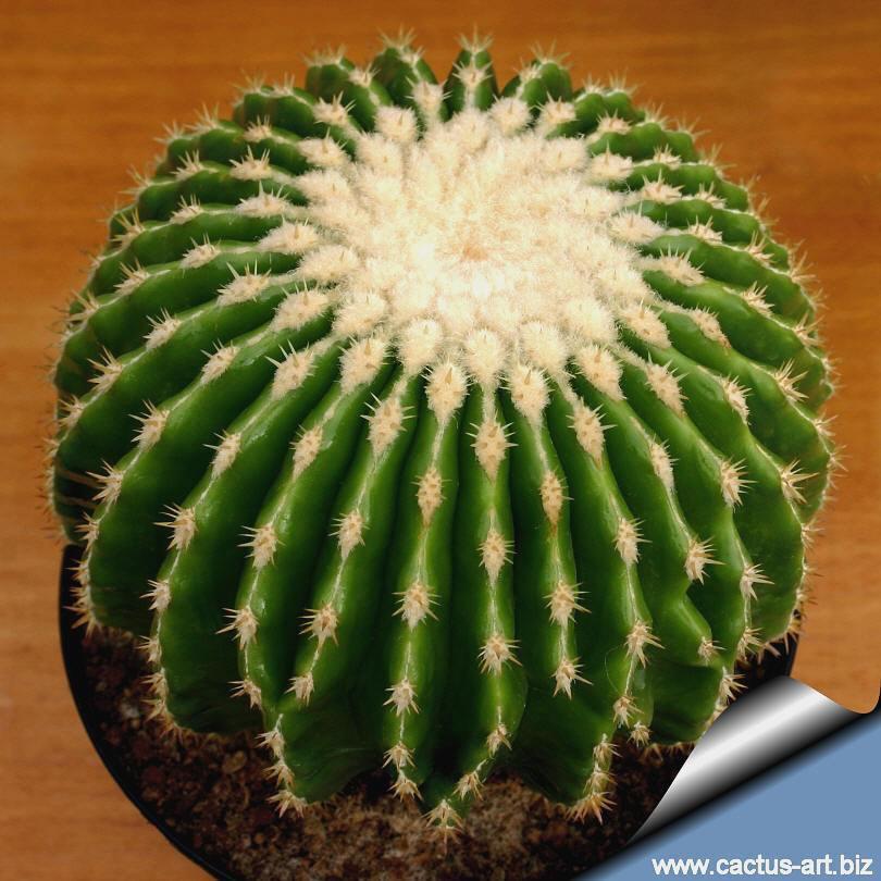 Echinocactus grusonii var. brevispinus