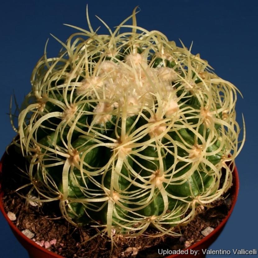 Echinocactus grusonii var. curvispinus