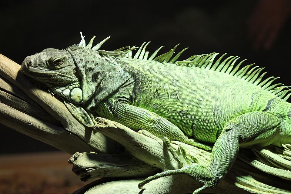 garrobo iguana a la parrilla