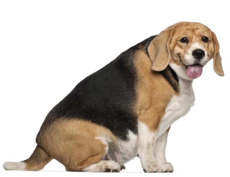 Perro obeso