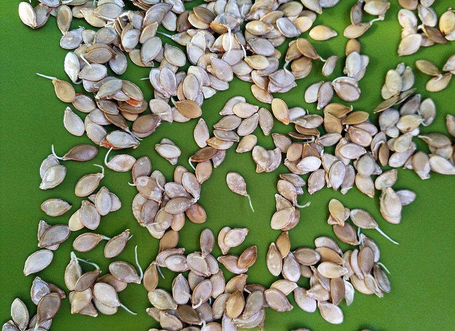 Cómo reproducir las plantas