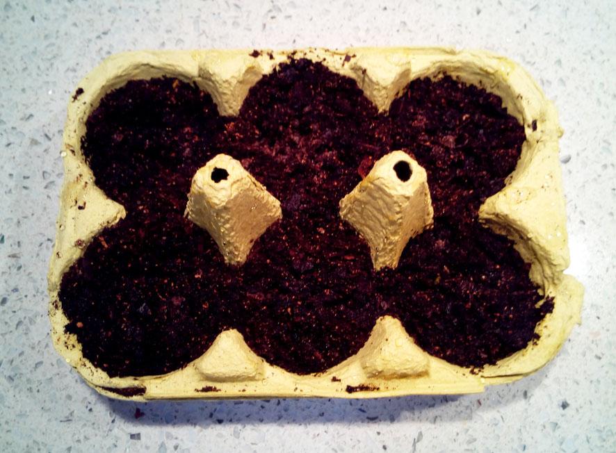 Cómo reproducir las plantas