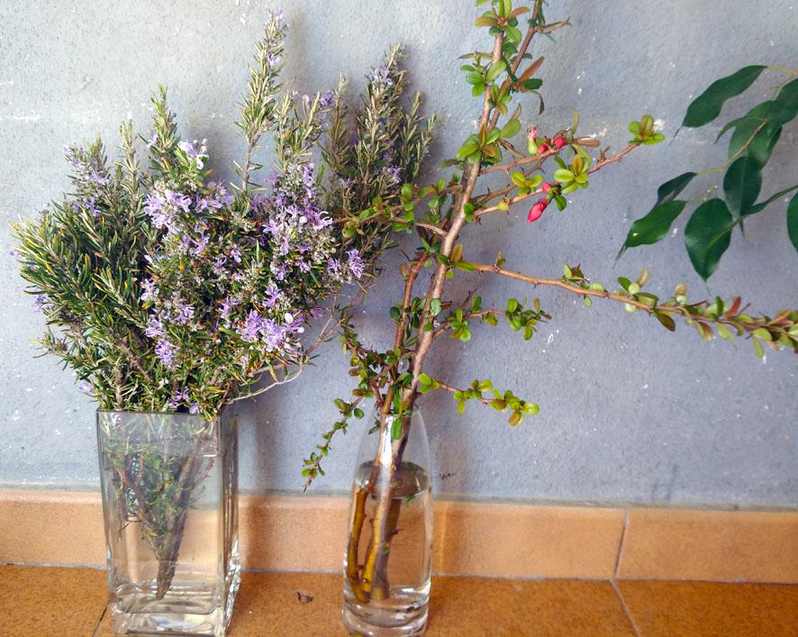 Cómo reproducir las plantas