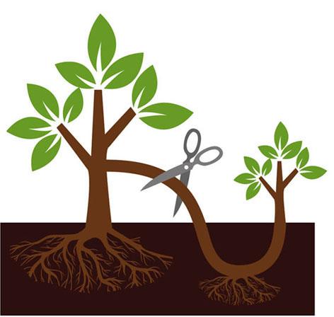 Cómo reproducir las plantas