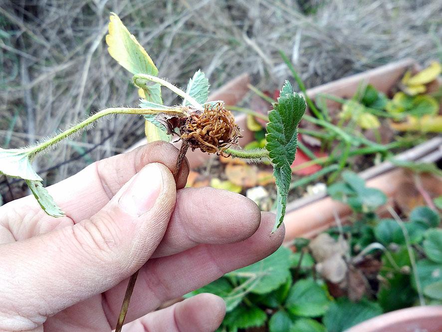Cómo reproducir las plantas