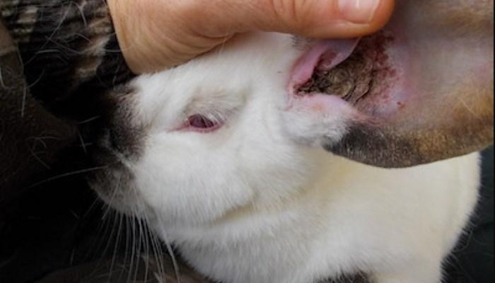 limpieza de las orejas del conejo