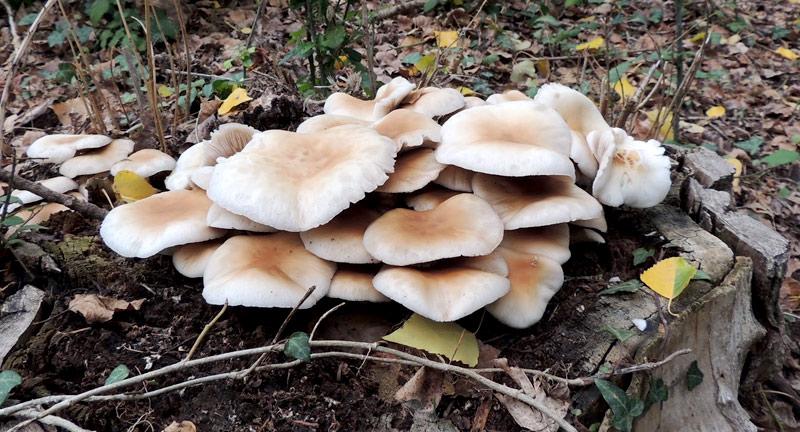 Setas de chopo, ¿cuándo y dónde aparecen? | Plantas