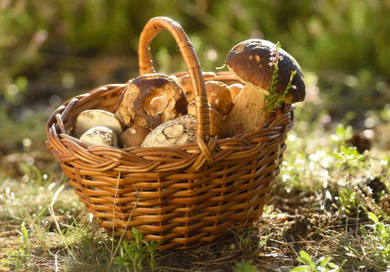 cesta-de-mimbre-para-setas1