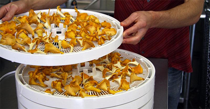 deshidratador-de-setas