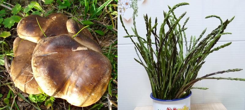 trigueros-+-setas-de-cardo