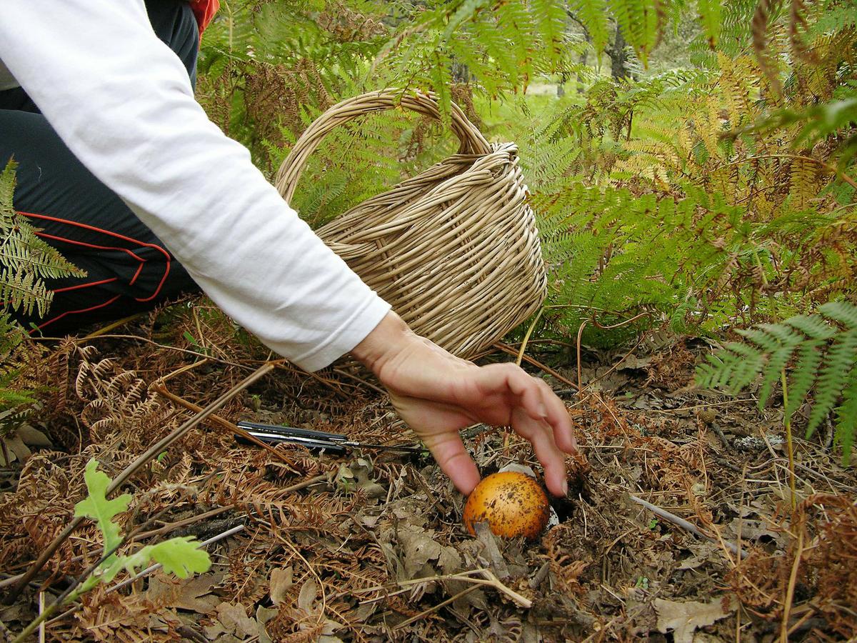 buscar setas comestibles