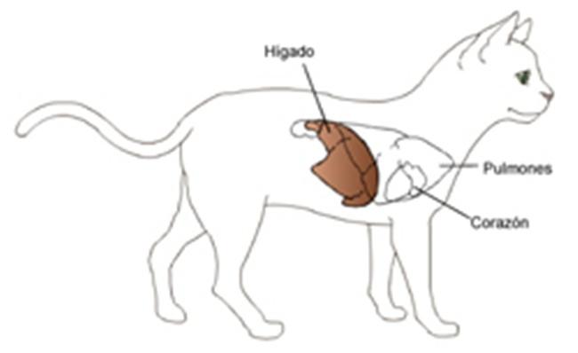 insuficiencia-hepática-en gatos
