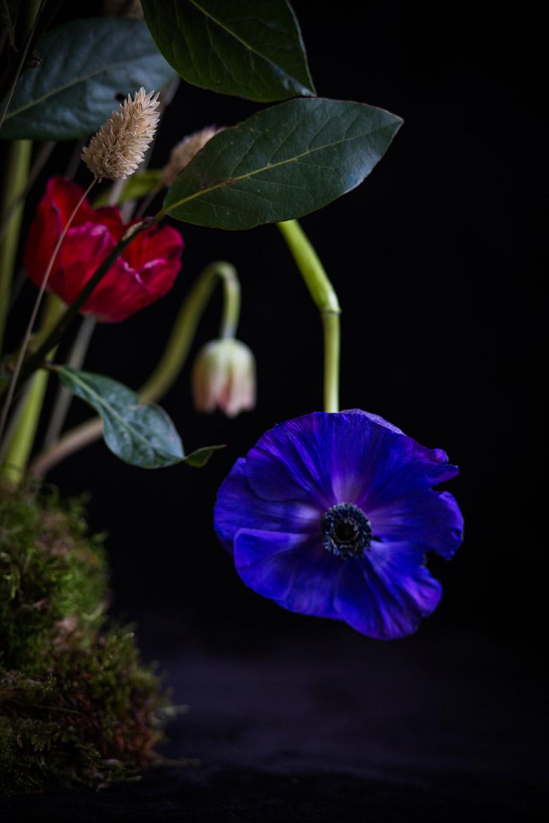 Fotografía-de-arte-floral-by-MariaAlgaraRegas-blue-flower