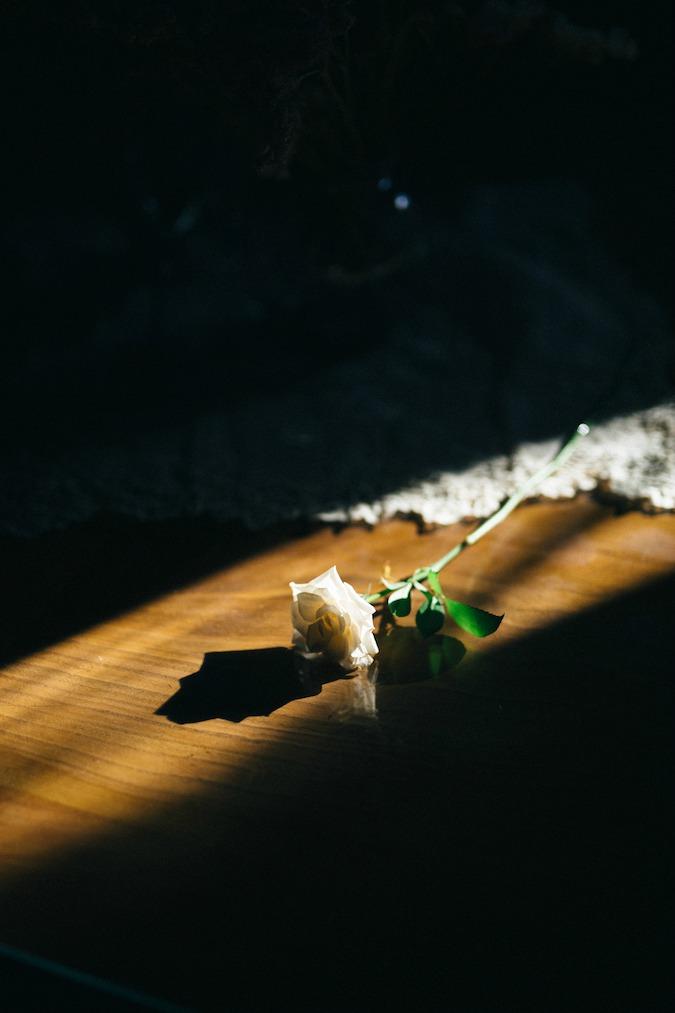 broken rose editorial mlt