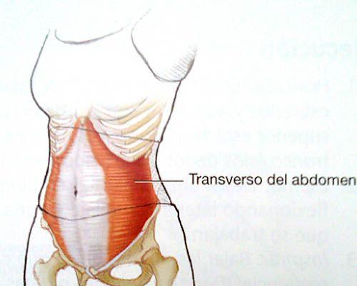 core-transverso-abdomen
