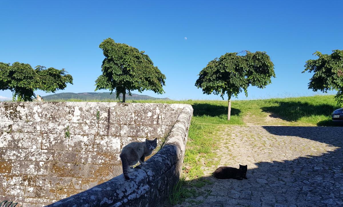 Una de las perspetivas de la Fortaleza, donde unos gatos descansan después de comer.