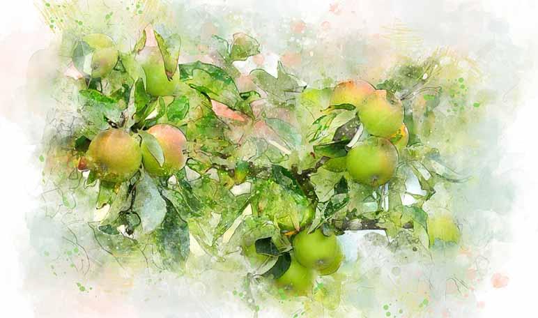 Bajar de peso con vinagre de manzana - Trucos de salud caseros