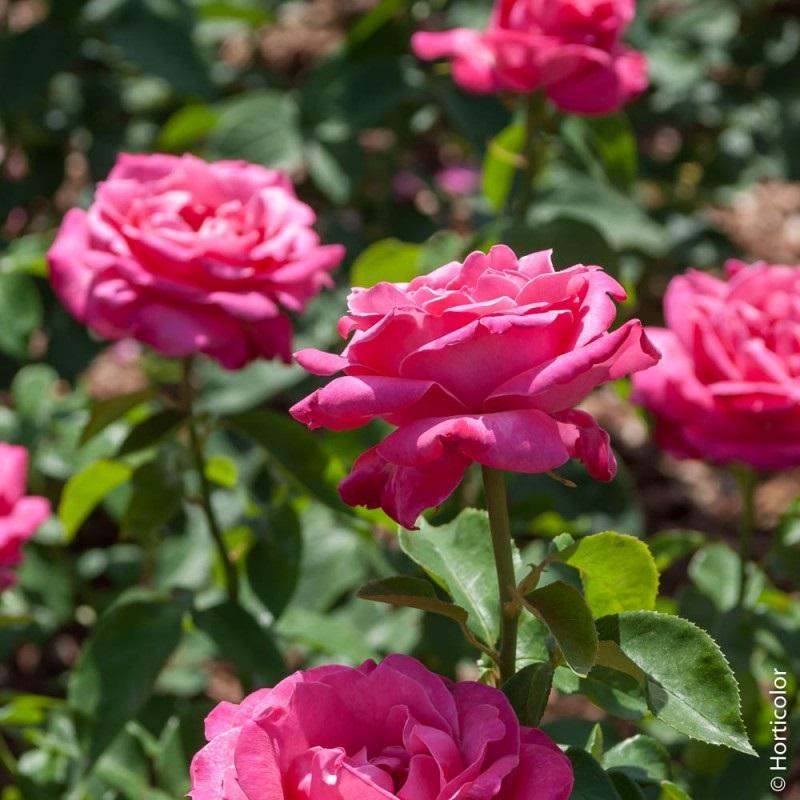 rose caprice de meilland