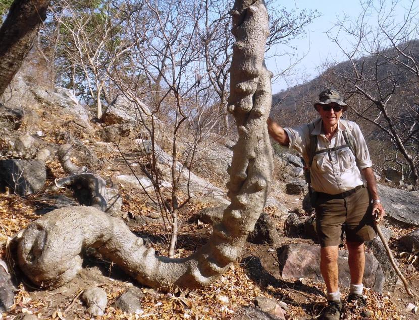 Fockea edulis en hábitat