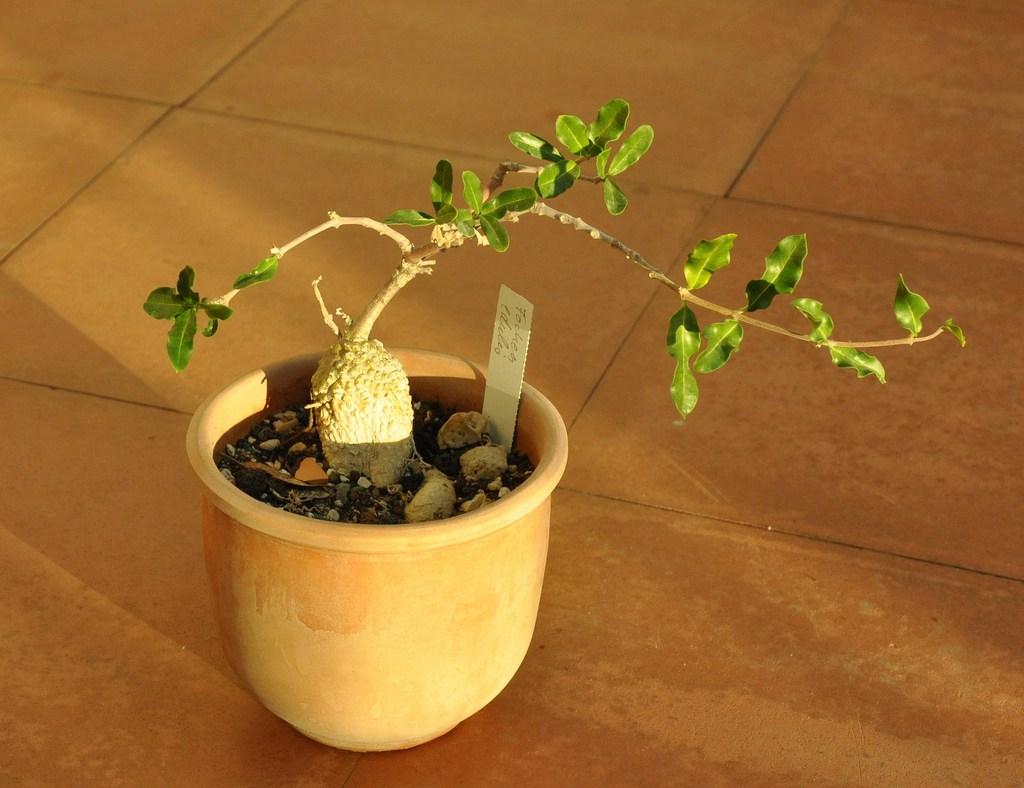 Fockea edulis en maceta