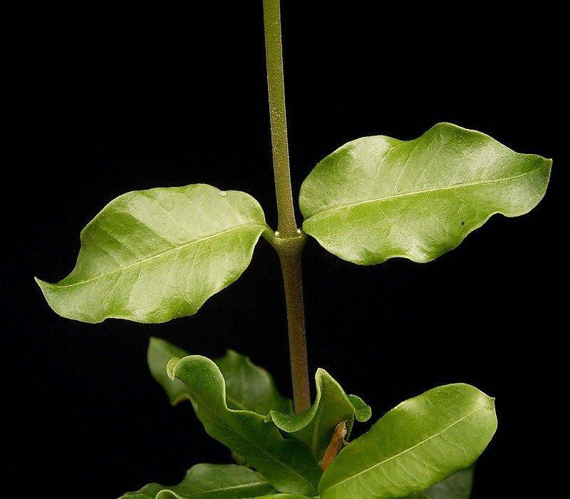 Hojas de la Fockea edulis