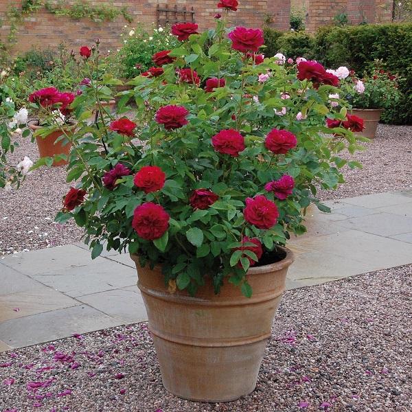 rosa william shakespeare 2000 en maceta