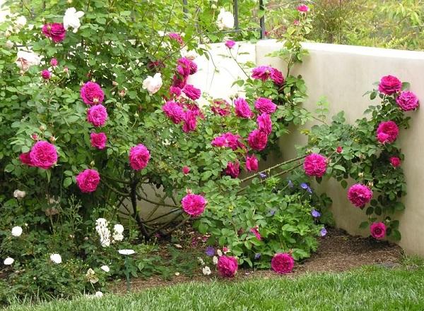 rosal william shakespeare 2000 en el jardín