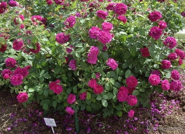 rose william shakespeare 2000 arbusto