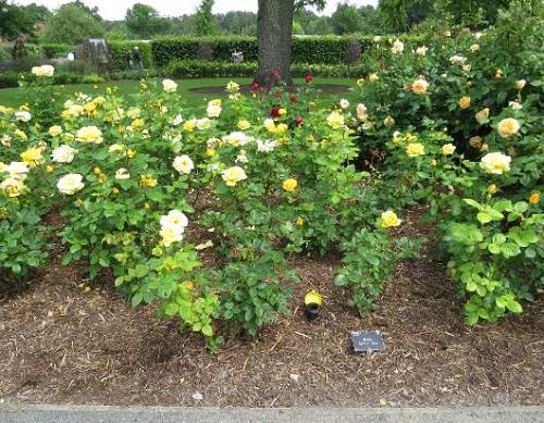 rosal floribunda arthur bell