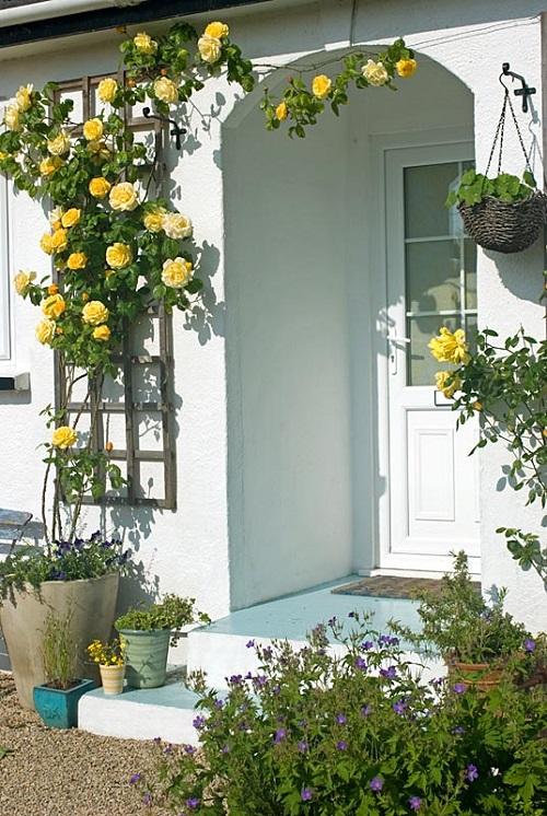 Roses around the door