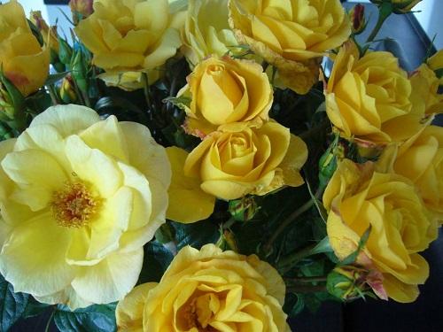 rosa arthur bell en el jardín