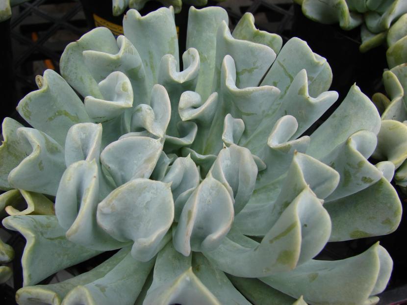 Echeveria runyonii Topsy Turvy