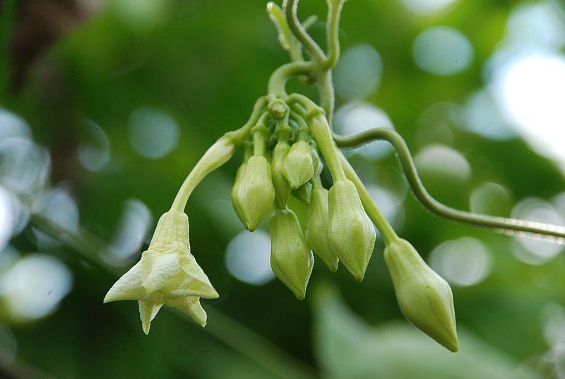 Pupusas Salvadoreñas