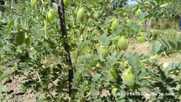 Planta de garbanzos