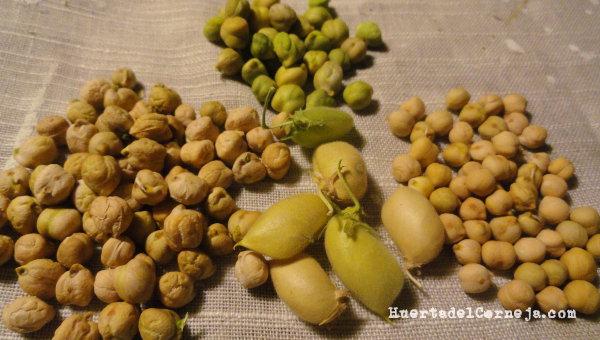 Garbanzos y vainas