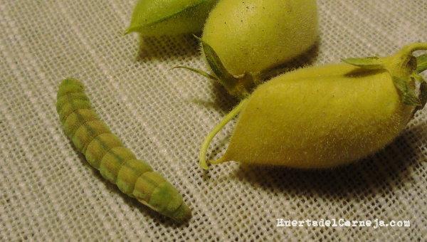 Oruga de Helicoverpa armigera L.