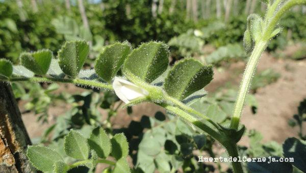 Flor de garbanzo