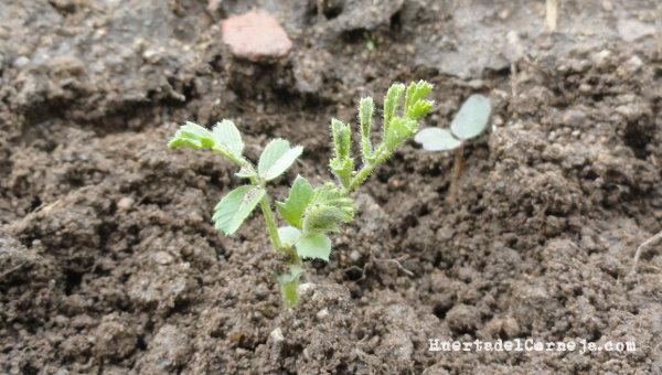 Garbanzos naciendo