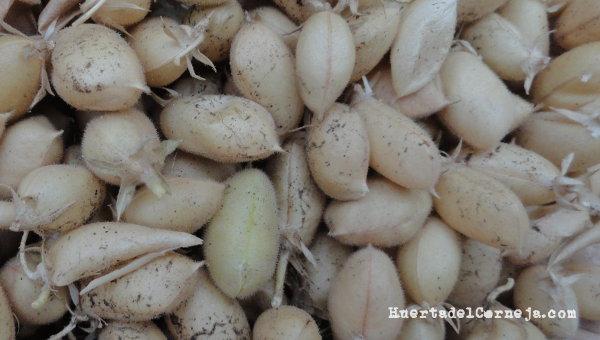 Vaina secas de garbanzos