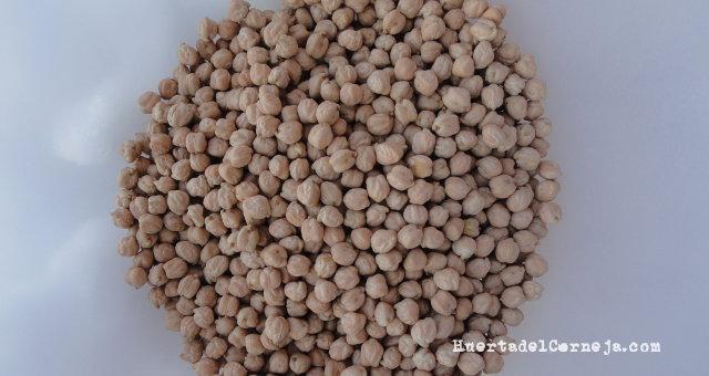 Nuestra cosecha de garbanzos