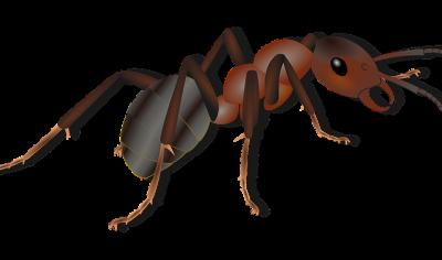 Cómo repeler hormigas con pepino - Trucos de hogar caseros