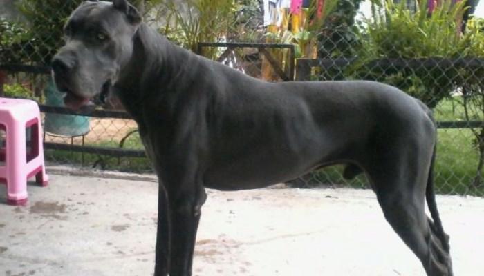 Reproducción Del Perro Gran Danés 