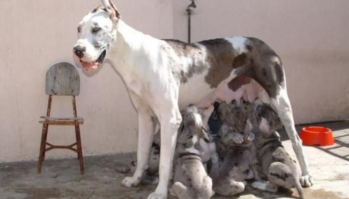 Reproducción Del Perro Gran Danés 