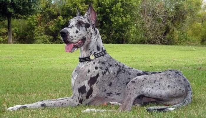 Reproducción Del Perro Gran Danés 