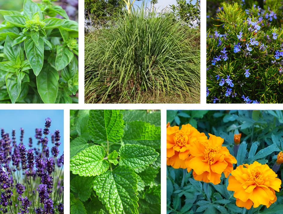 plantas anti mosquitos