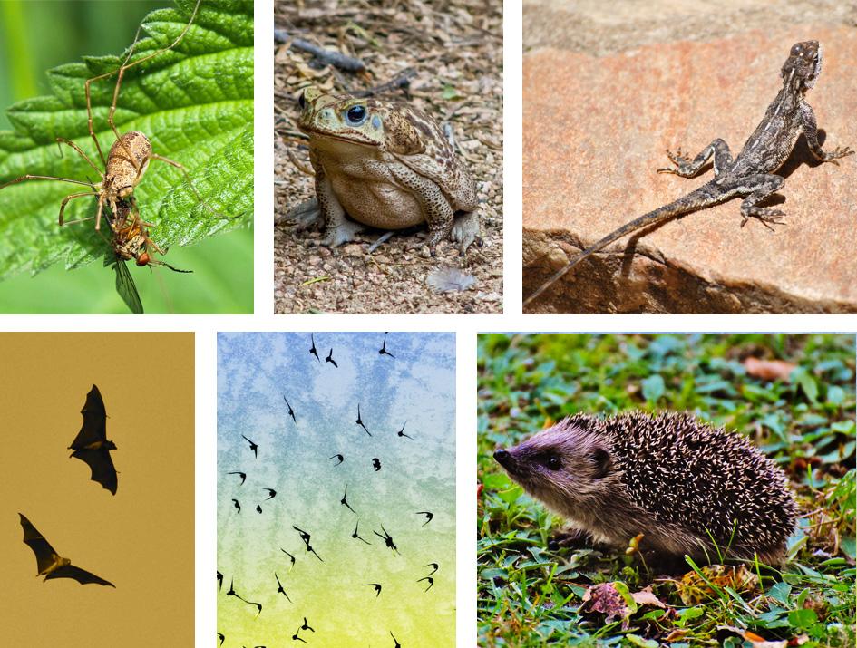 plantas y animales anti mosquitos