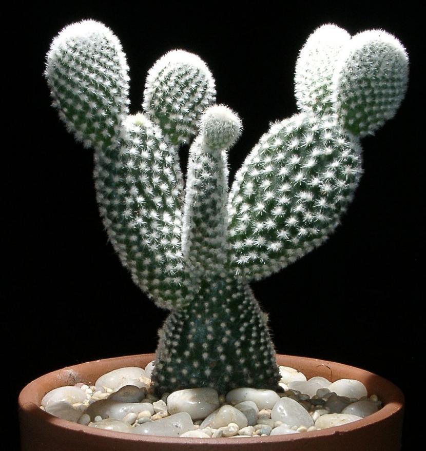 Opuntia microdasys var albispina