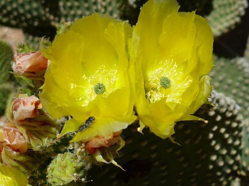 Opuntia microdasys