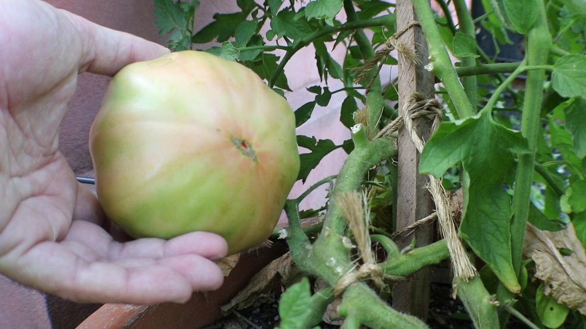 Cómo Y Cuándo Cosechar Los Tomates Plantas