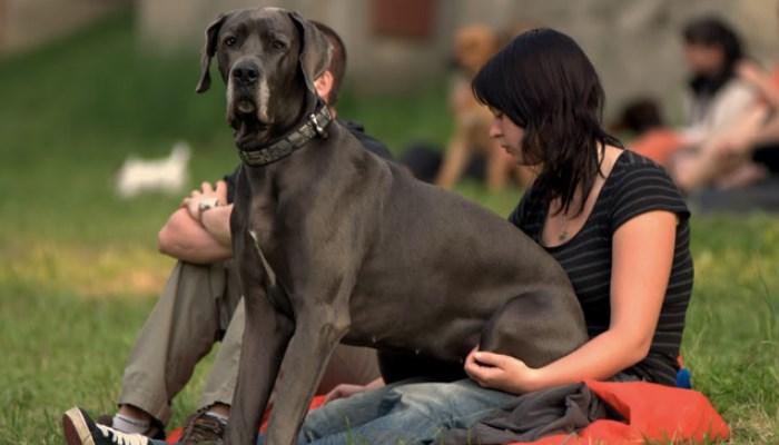 paseando al gran danés